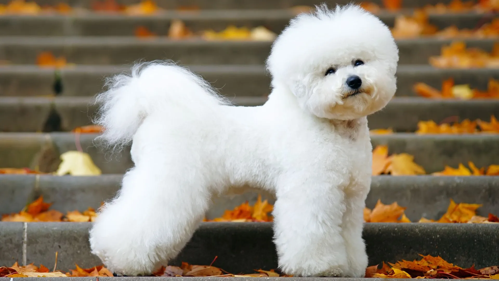 Bichon Frise